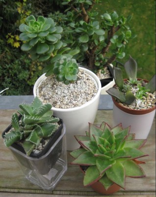 Echeveria 2.JPG