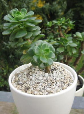 Echeveria.JPG