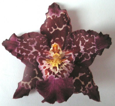 PICT0043.jpg