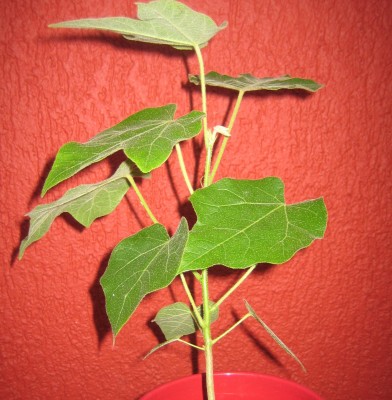 Bild green24 749.jpg