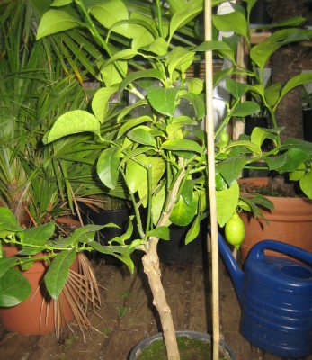 Bild green24 748.jpg