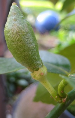 Bild green24 745.jpg