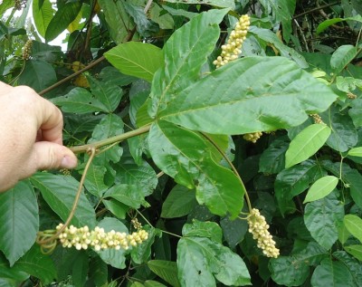 Paullinia pinnata vielleicht, DSC09455.JPG