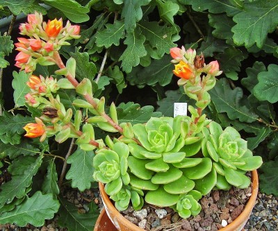 Echeveria ´Victor´ (3).jpg