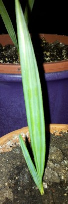 Palme4b.jpg