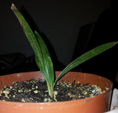 Palme1a.jpg