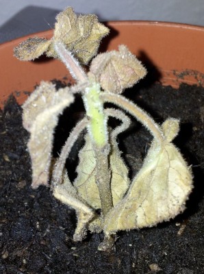 Blauglockenbaum1.jpg