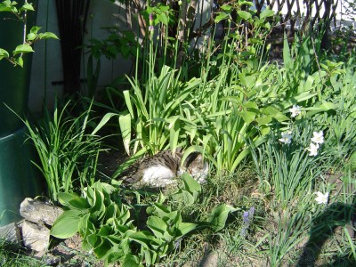 Suchbild Tiffy.jpg
