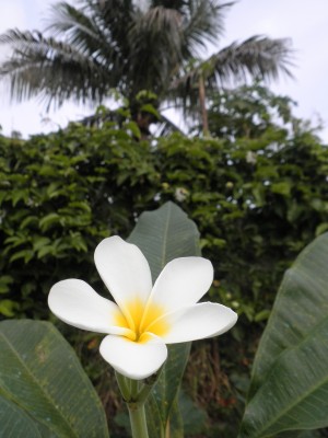 Plumi coco.jpg
