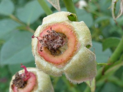 037 - Kopie (640x480).jpg