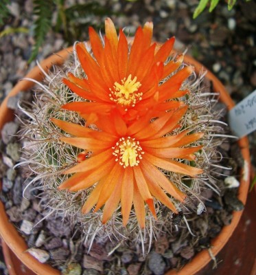 Parodia 2010-294 (6).jpg