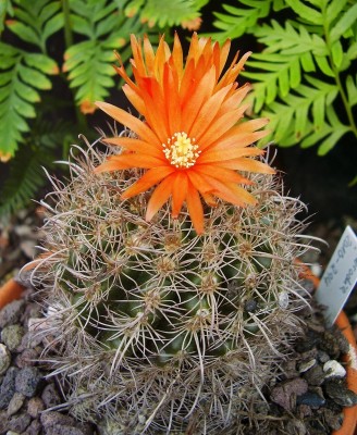 Parodia 2010-294 (5).jpg