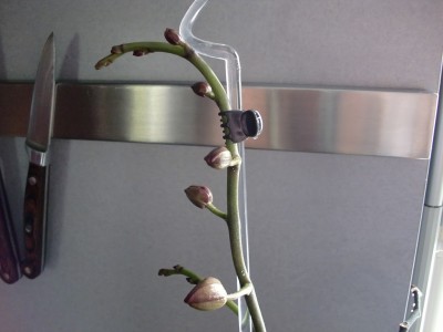 Phalaenopsis Hybride #2-33.jpg