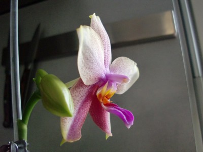 Phalaenopsis Liodoro #2-13.jpg