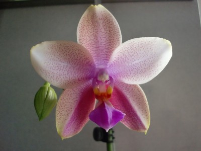 Phalaenopsis Liodoro #2-12.jpg