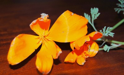 unbekannte blume2.JPG