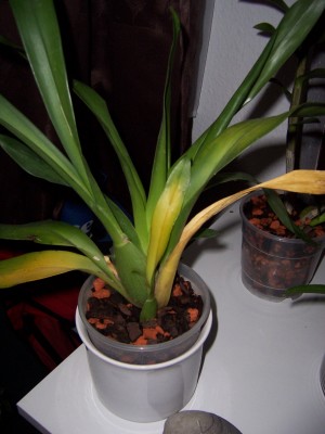 100_2563.JPG