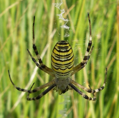 18.08.2007 Spinnchen.jpg