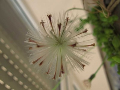 Pusteblume.JPG