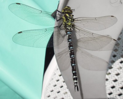 18.08.2007 killesberg5.jpg