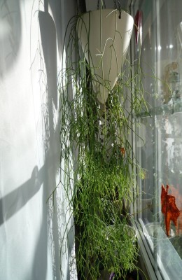 R.cassutha2.JPG