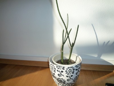 R.grandiflora.JPG