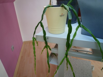 R.paradoxa.JPG