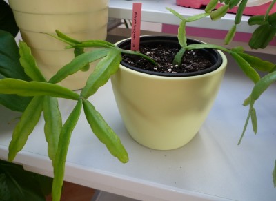 R.micrantha.JPG