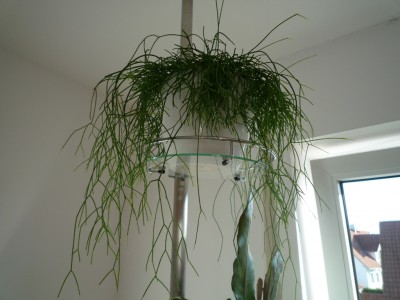 R.cassutha.JPG
