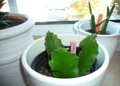 R.crispata+megalantha.JPG