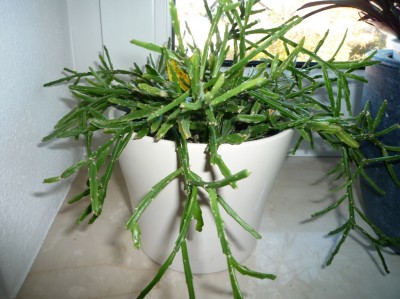 R.ewaldiana.JPG