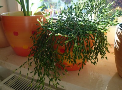 H.salicornioides hängend.JPG