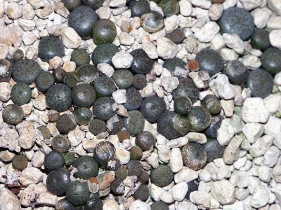 L.pseudotruncatella.alpina.jpg