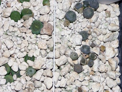 L.leislei.albigold.L.terric.jpg