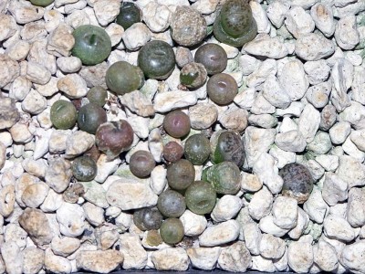 L.dorotheae.jpg
