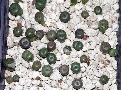 L.bromfeldii.jpg