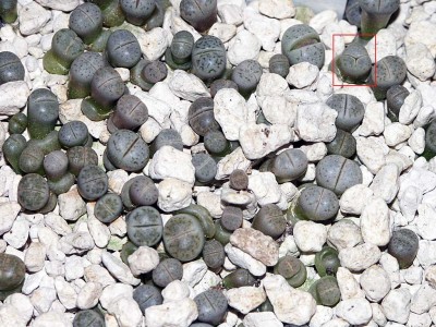 L.karasmontana.opalina.jpg