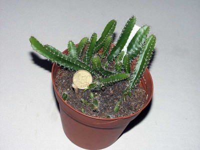 pitahaya.jpg