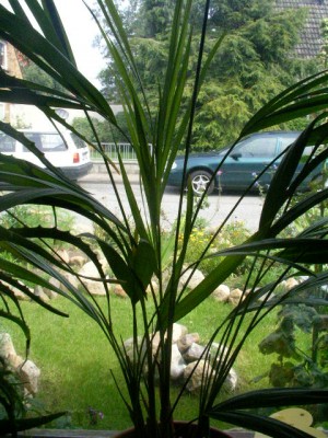 bergpalme 001.JPG