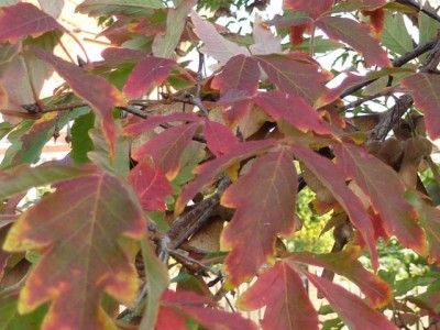 20111030 279 - Kopie (640x480).jpg