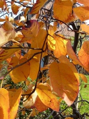 20111030 330 - Kopie (480x640).jpg