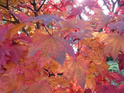 20111030 225 - Kopie (640x480).jpg