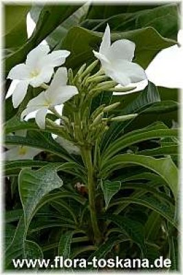 plumeria_pudica_3_-_021106.jpg