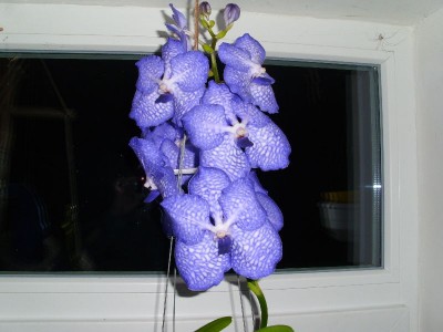 image0038888.jpg