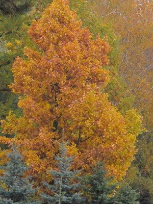 der goldene Herbst.JPG