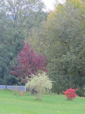 bunt sind schon die Gärten.JPG
