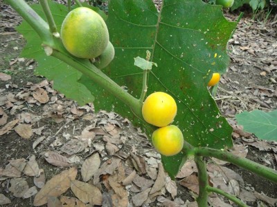 6. Unbekannte Solanum, DSC09810.JPG