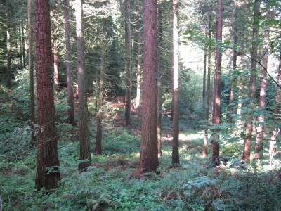 Exotenwald Mammutbäume von 1940.jpg