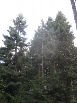 Küstenmammutbäume Exotenwald.jpg