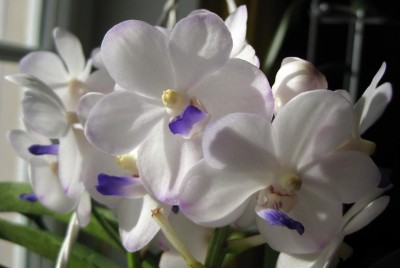 Vascostylis Viboon Velvet_0080.jpg